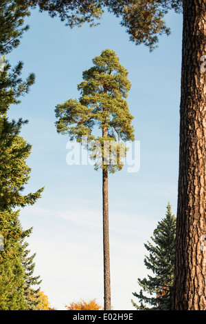 One pine tree in opening in forest, Sweden Stock Photo