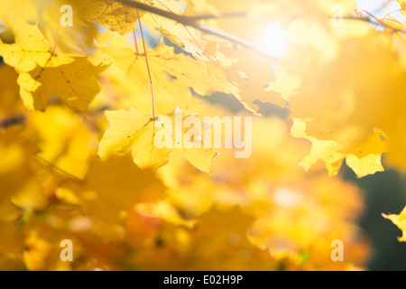 Nature detail of colorful fall foliage with yellow leaves, Sweden. Stock Photo