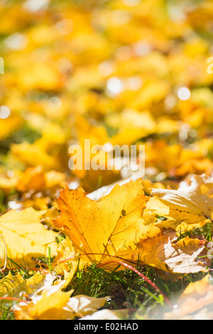 Fallen autumn leaves in nature, Sweden. Stock Photo
