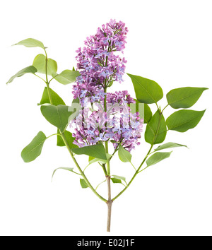 Beautiful blooming lilac branch on white background Stock Photo