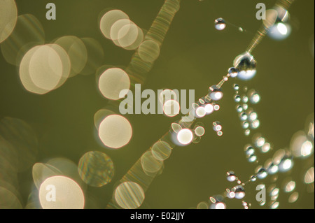 dew drops in backlight Stock Photo
