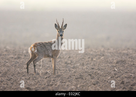 roe deer buck, capreolus capreolus, vechta, niedersachsen, lower saxony, germany Stock Photo
