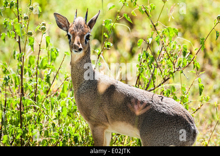 Kirk's dik-dik (Madoqua kirkii) Photographed in Tanzania Stock Photo