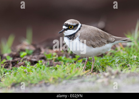 little ringed plover, charadrius dubius, goldenstedter moor, niedersachsen, lower saxony, germany Stock Photo