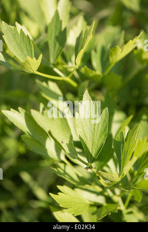 Lovage (Levisticum Officinale) growing in garden, Sweden Stock Photo