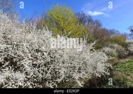 blooming blackthorn hedge on wayside, oyther berg, oldenburg ...