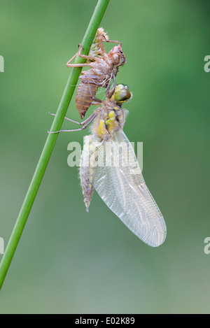 four-spotted chaser, libellula quadrimaculata, goldenstedter moor, niedersachsen, germany Stock Photo