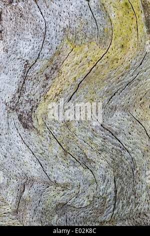 structure of oak wood Stock Photo - Alamy