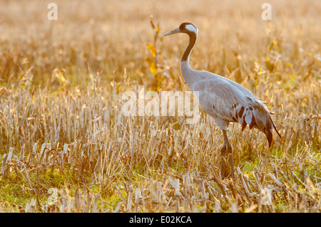 common crane, grus grus, diepholzer moorniederung, lower saxony, germany Stock Photo