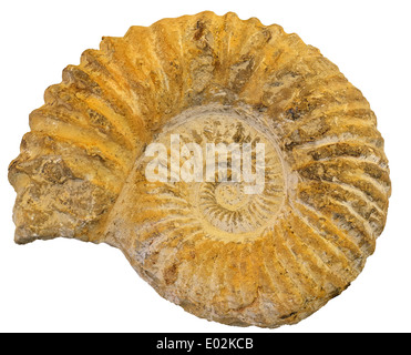 Fossil Ammonite Closeup - Macro shot of some fossil Ammonite Stock Photo