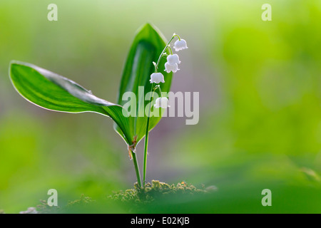 Lily of the Valley, Convallaria majalis Stock Photo