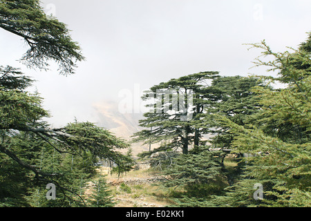 Cedar Forest, Lebanon Stock Photo