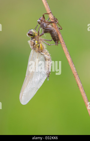 Four-spotted chaser, Libellula quadrimaculata, Goldenstedter Moor, Niedersachsen, Germany Stock Photo