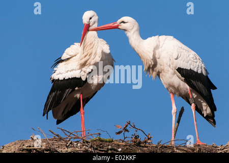 white storks, ciconia ciconia