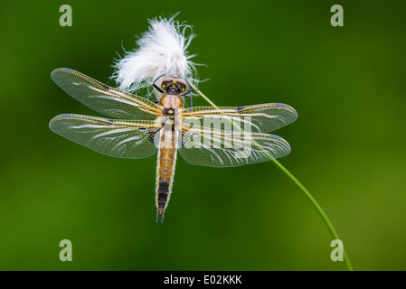 four-spotted chaser, libellula quadrimaculata, goldenstedter moor, niedersachsen, germany Stock Photo