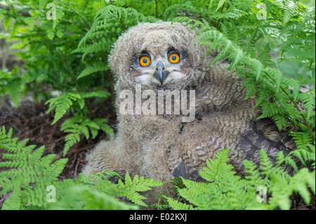 young eurasian eagle-owl, bubo bubo, germany Stock Photo