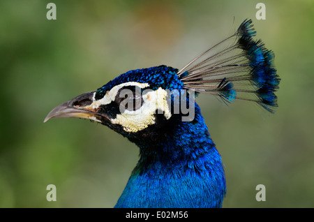 Indian blue peafowl (Pavo cristatus) portrait close up. (peacock)