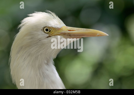 Portrait from a Cattle Egret (Bubulcus ibis). Stock Photo