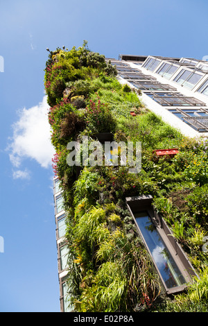 The living wall on the Athenaeum Hotel Piccadilly, London. Stock Photo