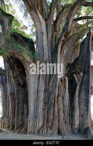 El Arbol del Tule claiming to be possibly world's largest tree Santa Maria del El Tule Oaxaca State Mexico Stock Photo