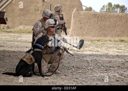 US Marine Lance Cpl. Taylor Cross waits with his bomb detection dog during a clearing operation mission April 25, 2014 in Larr Village, Helmand province, Afghanistan. Stock Photo