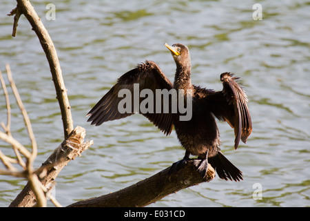 Cormorant drying its wings by Lake Kandy in Sri Lanka Stock Photo