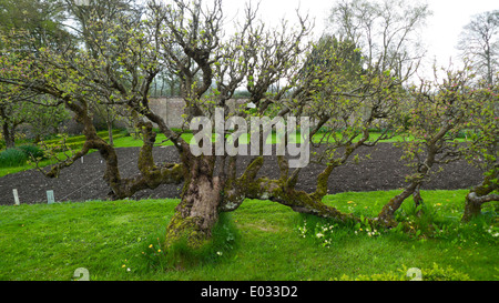 Ancient old apple tree growing in orchard walled garden at Llanerchaeron in Ceredigion, Wales UK Great Britain  KATHY DEWIT Stock Photo