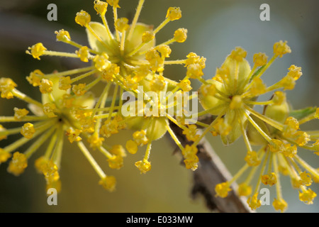 Cornus mas (Cornelian cherry, European cornel or dogwood). Stock Photo