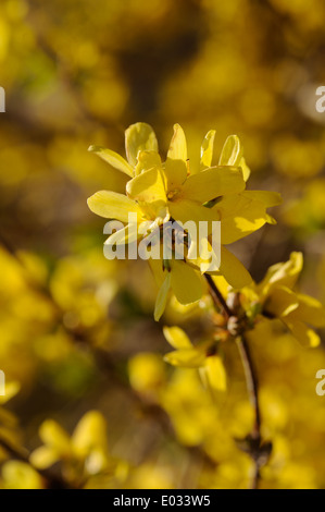 Forsythia suspensa is a flowering plant native to Asia. Stock Photo