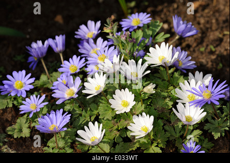 Grecian windflower (Anemone blanda) Stock Photo