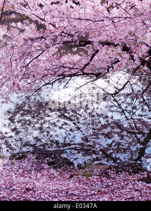 Cherry tree branches with pink blossom touching water at Shinjuku Gyoen National Garden in Tokyo Japan Stock Photo
