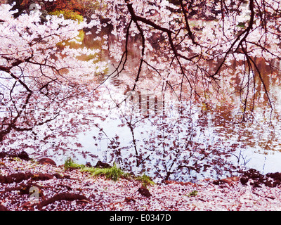 Blossoming cherry tree branches touching water, artisic colorful photo. Shinjuku Gyoen National Garden in Tokyo Japan Stock Photo