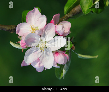 Apple blossoms in spring can use as background Stock Photo