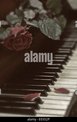 Live red rose lying on the keys of an old piano Stock Photo