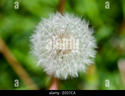 Closeup of a white seed head or "clock" from a single Dandelion (Taraxacum) plant in Spring in West Sussex, England, UK. Stock Photo