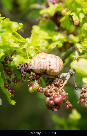 Oak apple gall on an English Oak tree, Quercus, in Northamptonshire, England, UK Stock Photo