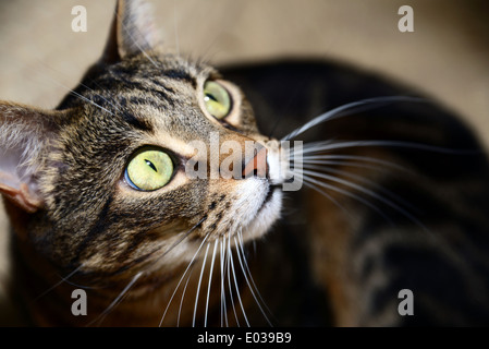 Egyptian Mau - hunting Stock Photo