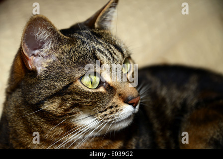 Egyptian Mau cat Stock Photo