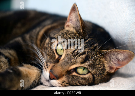 Egyptian Mau cat Stock Photo