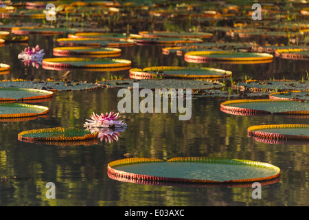 Victoria amazonica lily pads and flowers on Rupununi River, southern Guyana Stock Photo