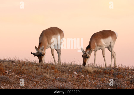 A pair of Pronghorn Antelope feeding on the top of a ridge. Stock Photo