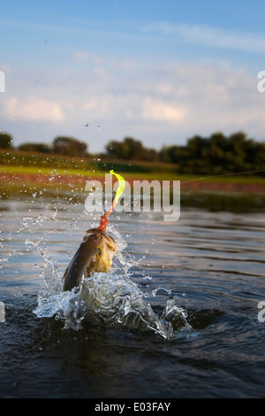 Jumping hooked bass hi-res stock photography and images - Alamy