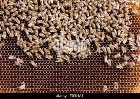 Close up honeycombs. Many bees on honeycomb Stock Photo