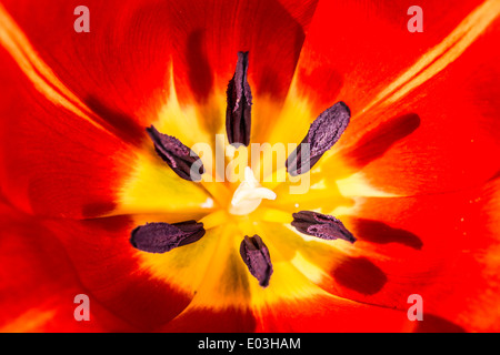 Flower tulip stamens. Slose up macro Stock Photo