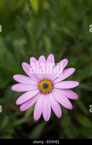 Osteospermum Tresco Pink flower in an English garden. African Daisy Stock Photo
