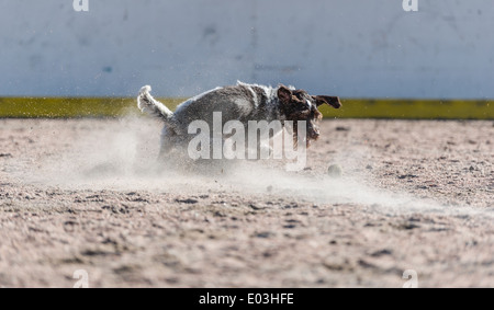 Adult German wire-haired pointer playing outdoors with a ball Stock Photo