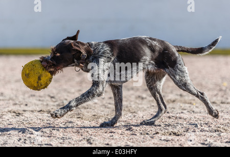Puppy German wire-haired pointer playing outdoors with a ball Stock Photo