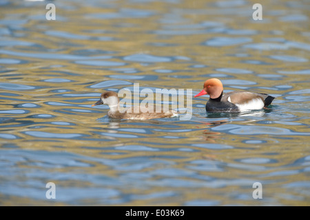 Red-crested Pochard - Red-crested Duck (Netta rufina) couple swimming in winter Lake Leman (Geneva Lake) Stock Photo