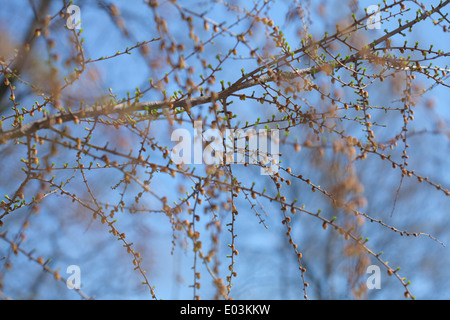 japanese larch spring branches natural background Stock Photo