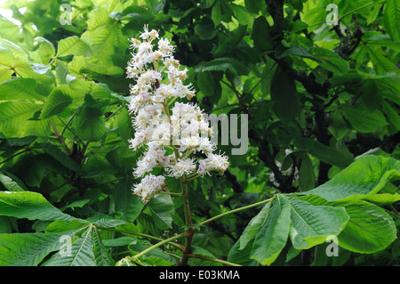 Flower and leaves of Horse Chestnut back lit in spring Pembrokeshire Stock Photo